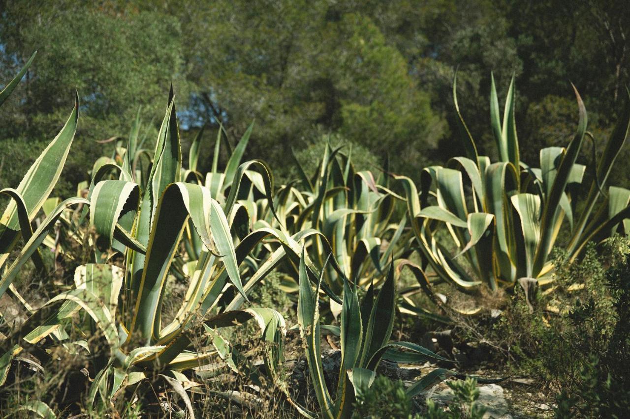 Masia Bartomeu Rural House Between Vineyards 2Km From The Beach El Vendrell Exterior foto