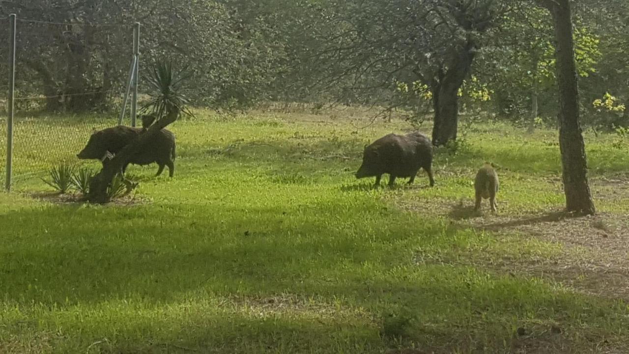 Masia Bartomeu Rural House Between Vineyards 2Km From The Beach El Vendrell Exterior foto